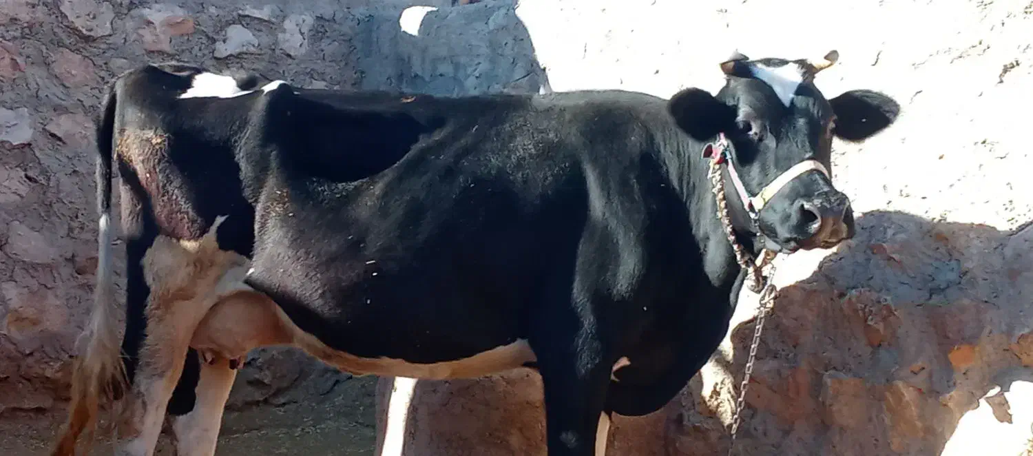 گاو شیری|حیوانات مزرعه|شباب, |دیوار