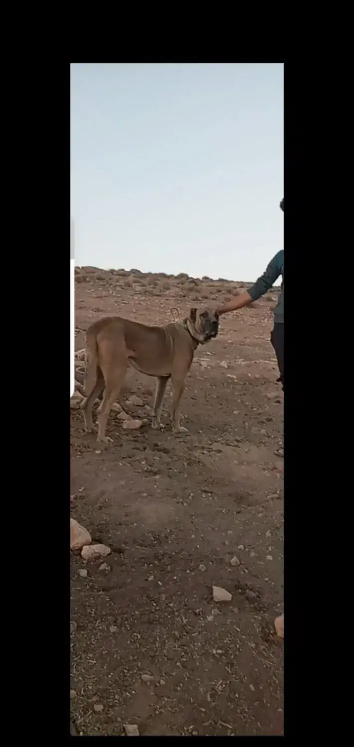 سگ صرابی|سگ|شیروان (لرستان), |دیوار