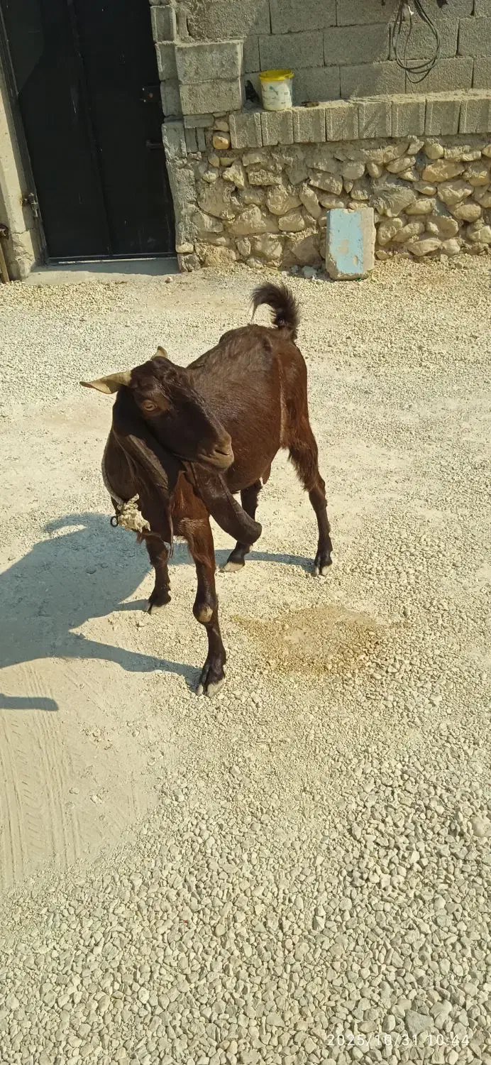 بز وکهره|حیوانات مزرعه|اهرم, |دیوار