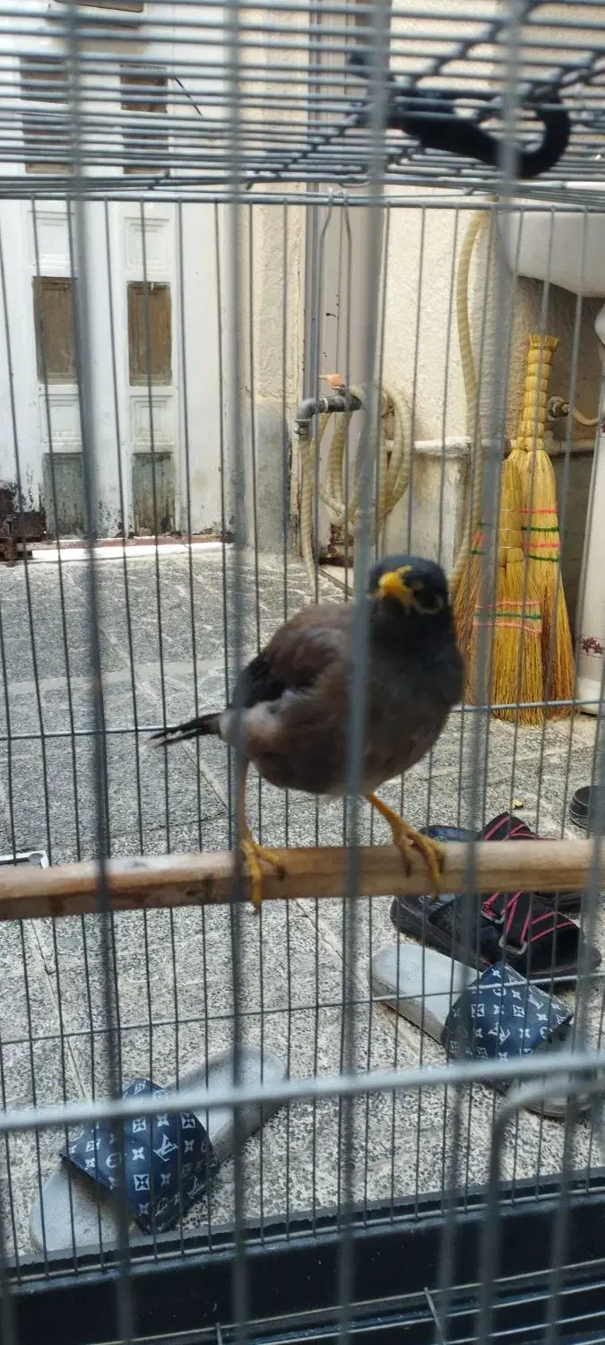 مرغ مینا|پرنده|بهارستان, |دیوار