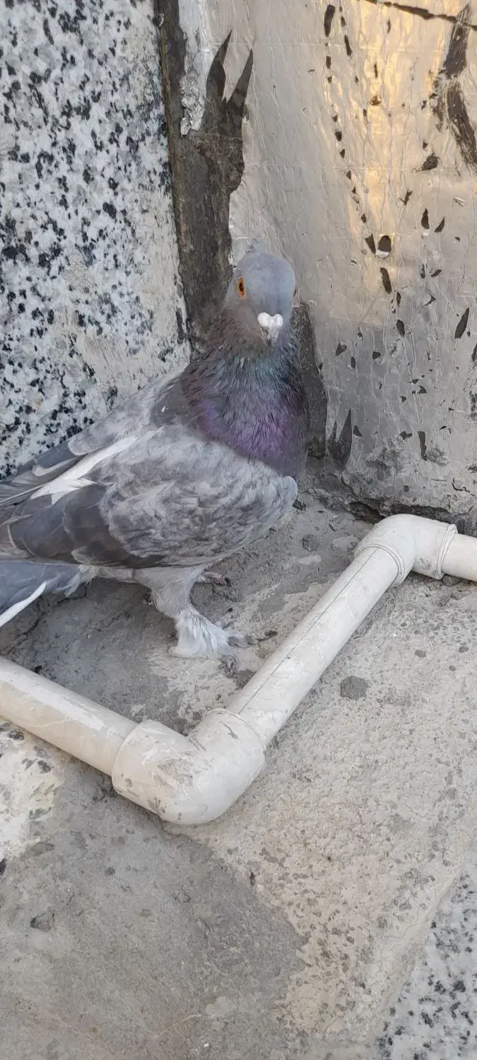 کبوتر|پرنده|لردگان, |دیوار