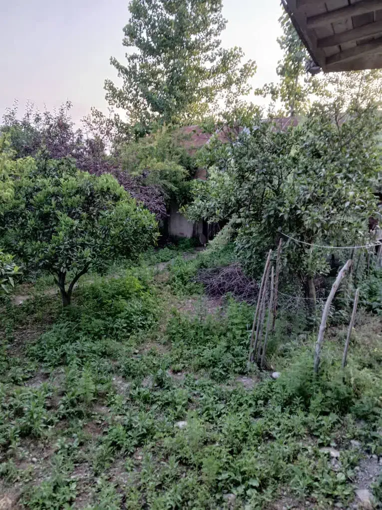 فروش زمین مسکونی|فروش زمین و ملک کلنگی|کلاچای, |دیوار