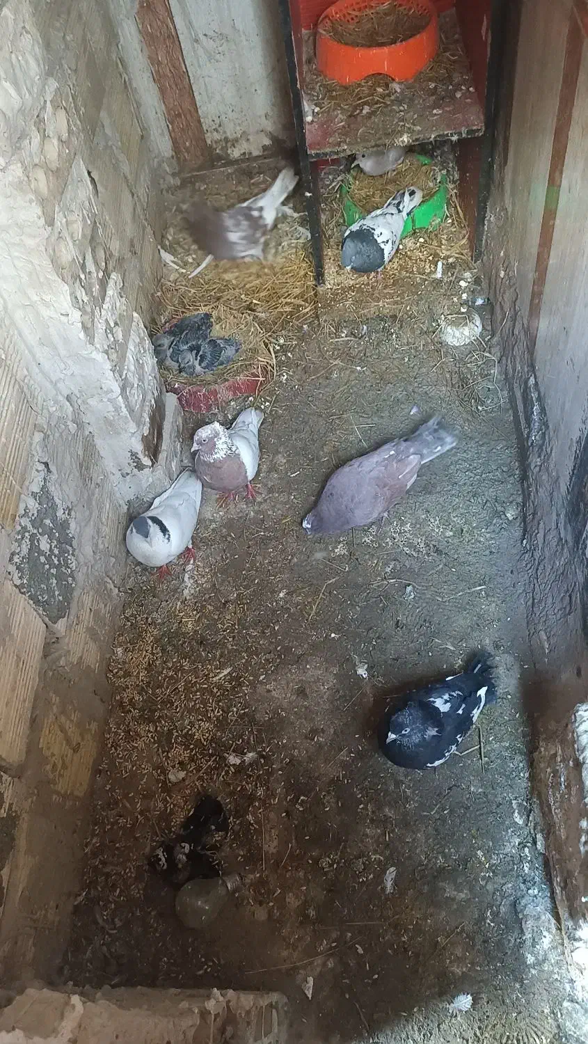 کبوتر|پرنده|مشهد, علی آباد|دیوار