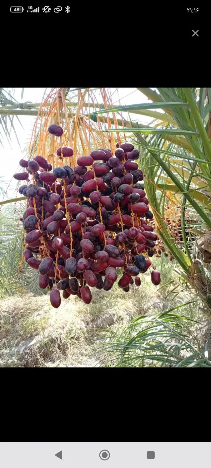 خرماکلوته مضافتی|خوردنی و آشامیدنی|عنبرآباد, |دیوار