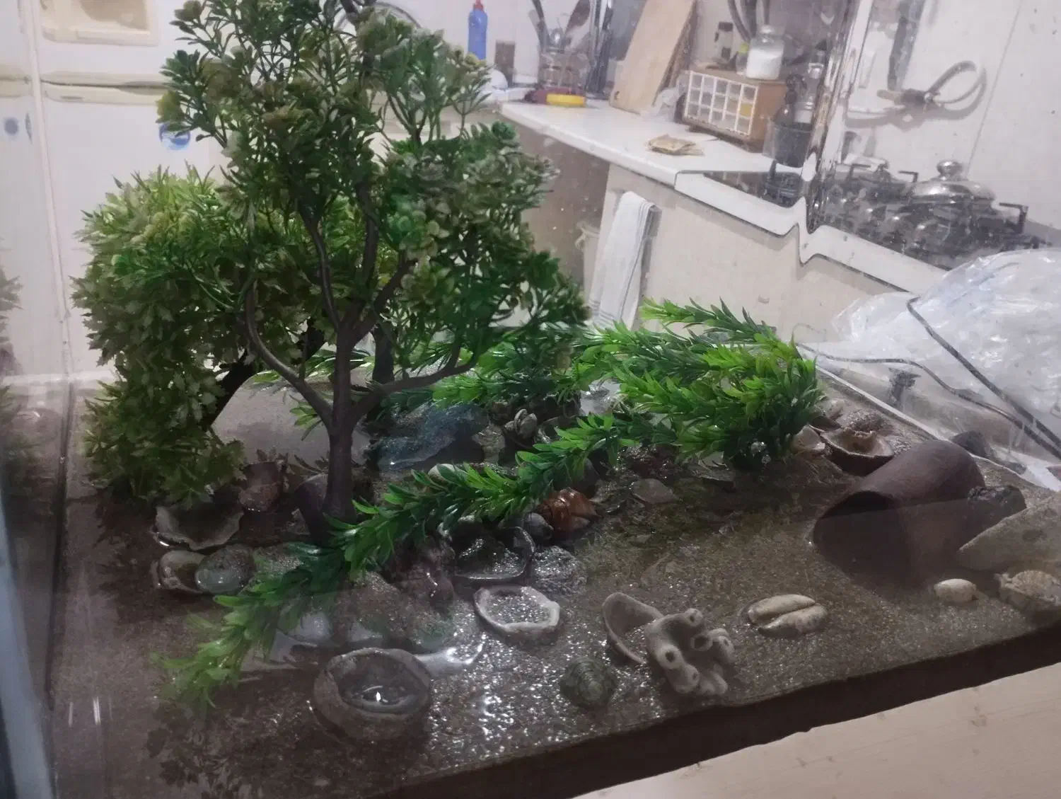 آکواریوم|ماهی|پرند, فاز ۶|دیوار