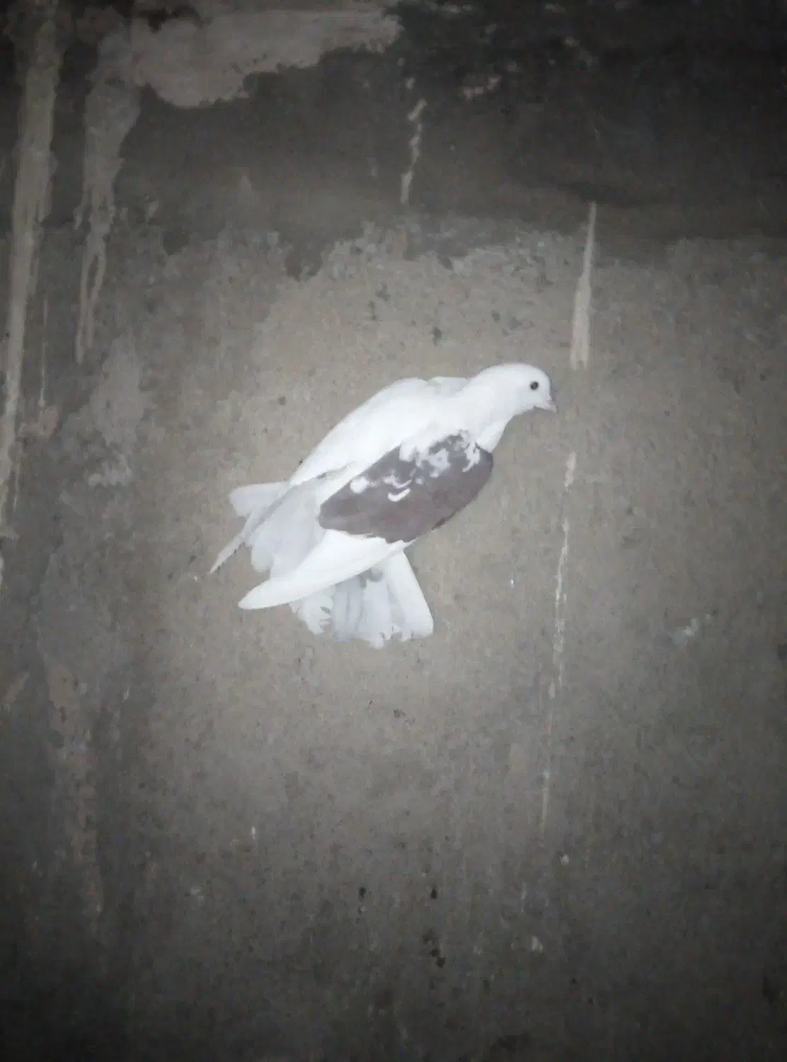 نروماده|پرنده|محلات, |دیوار