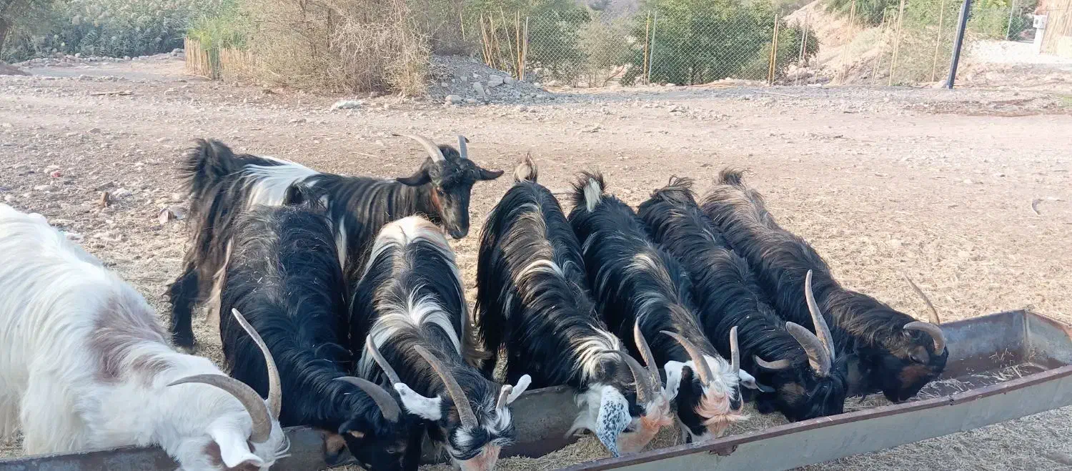 بز داشتی|حیوانات مزرعه|مسجد سلیمان, |دیوار