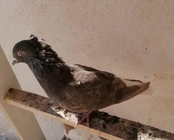 دمه سیاه و سینه زرد|پرنده|یزد, |دیوار