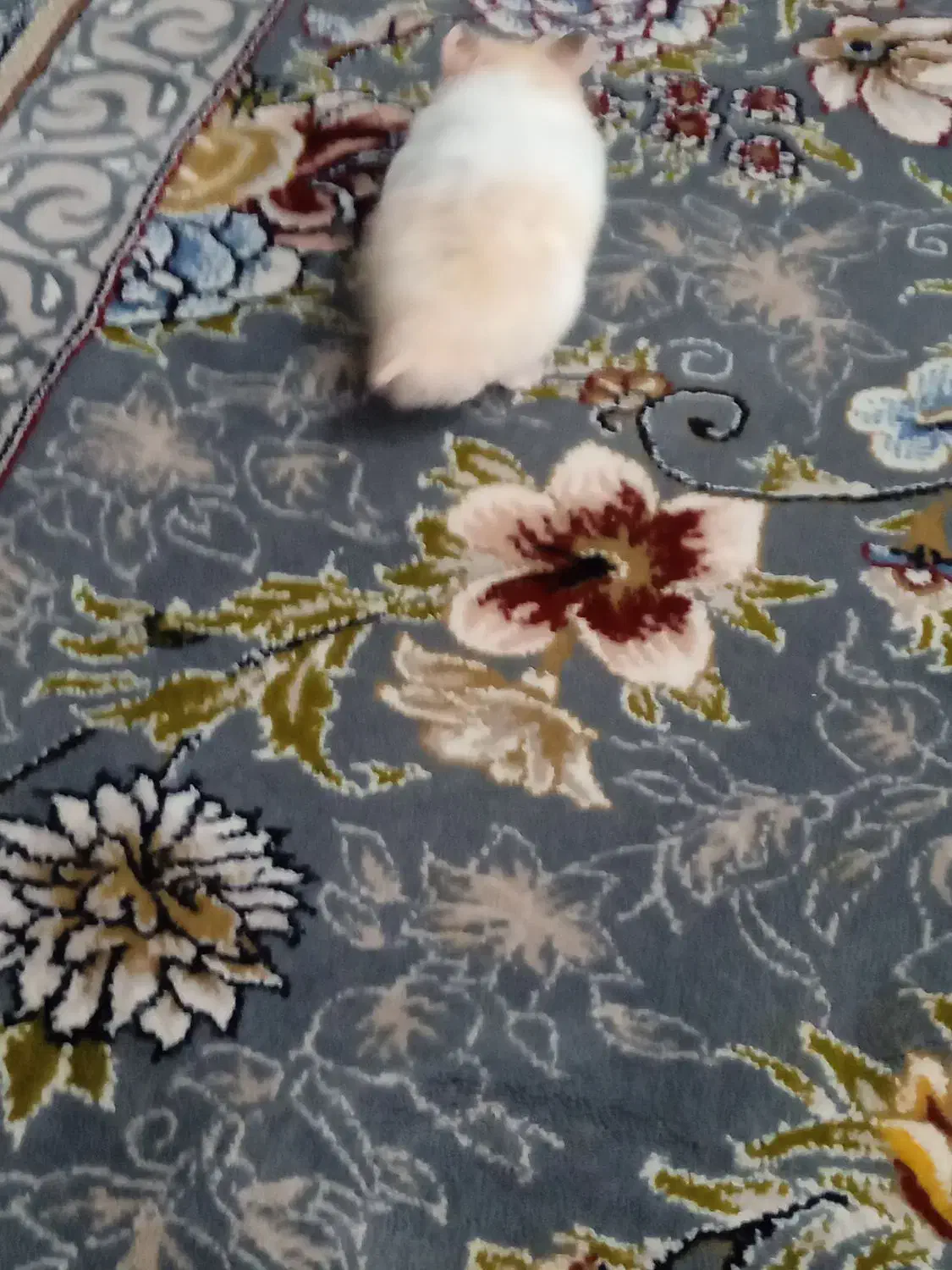 همستر|موش و خرگوش|محمدیه-قزوین, |دیوار