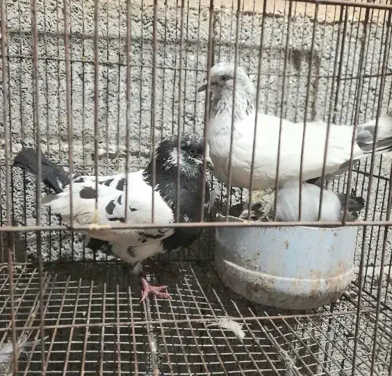 کبوتر جفتی|پرنده|شفت, |دیوار