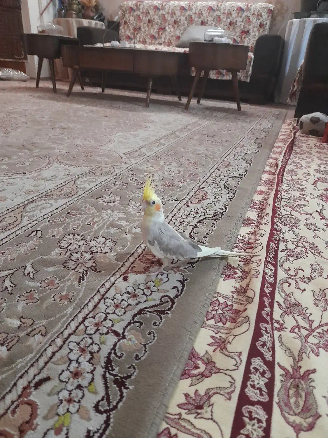 عروس هلندی خاکستری نژاد تربیت شده|پرنده|قائم‌شهر, |دیوار