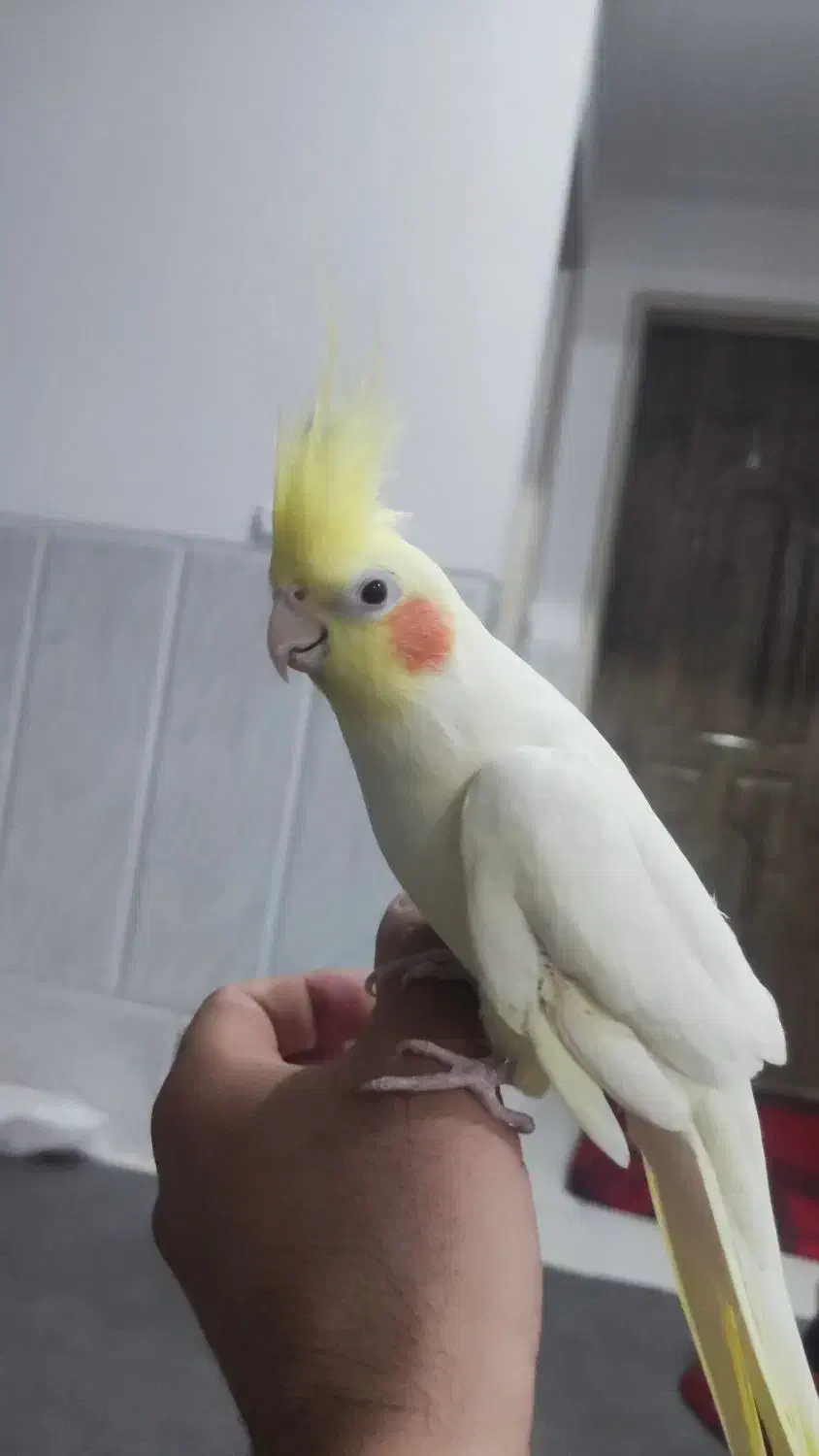 کوتوله و عروس هلندی|پرنده|یزد, |دیوار