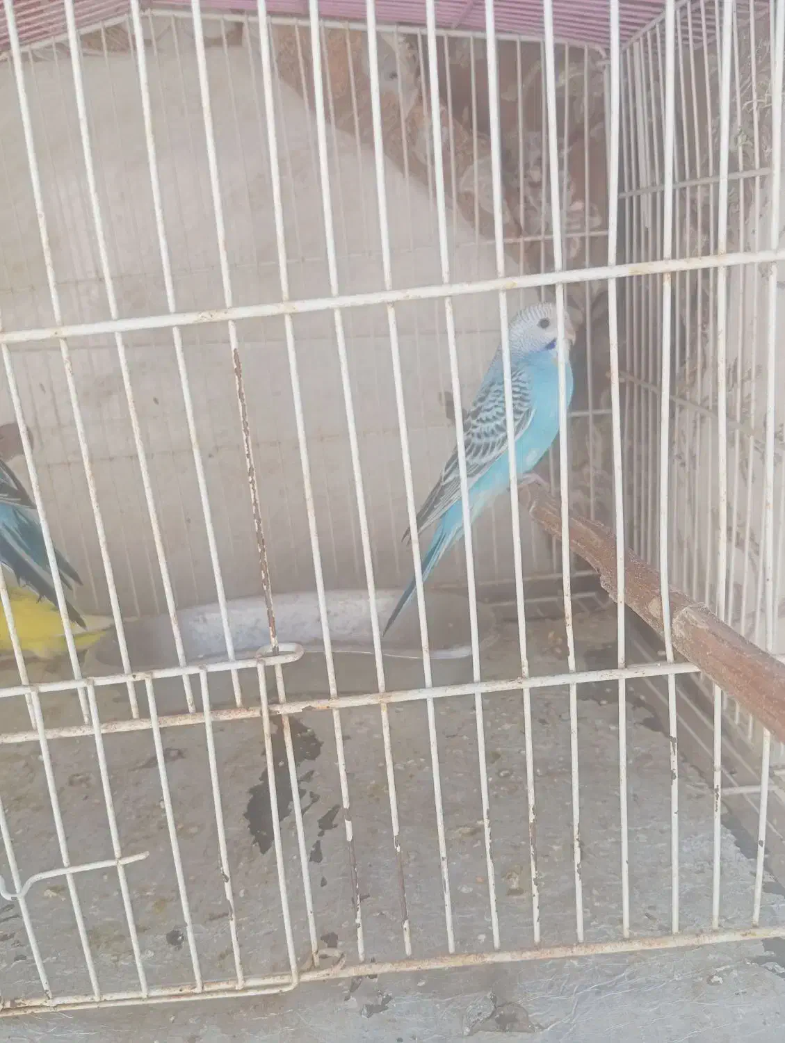 مرغ عشق|پرنده|تربتحیدریه, شهرک ولیعصر|دیوار