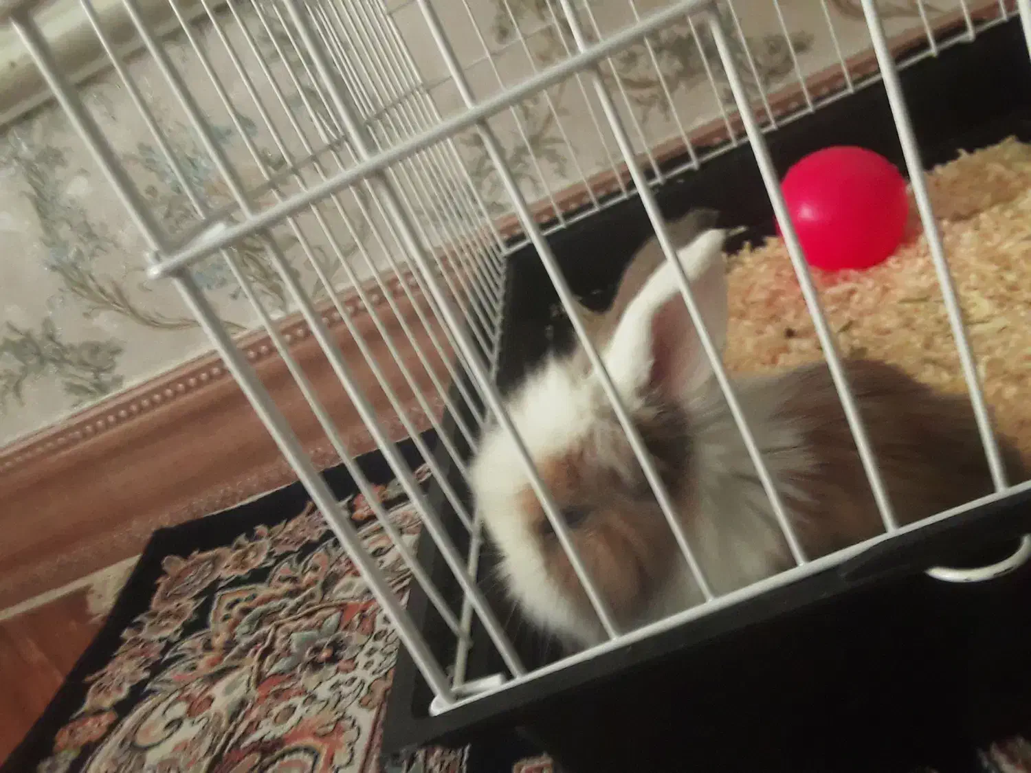 خرگوش مینیاتوری زیبا|موش و خرگوش|تهران, اسفندیاری|دیوار