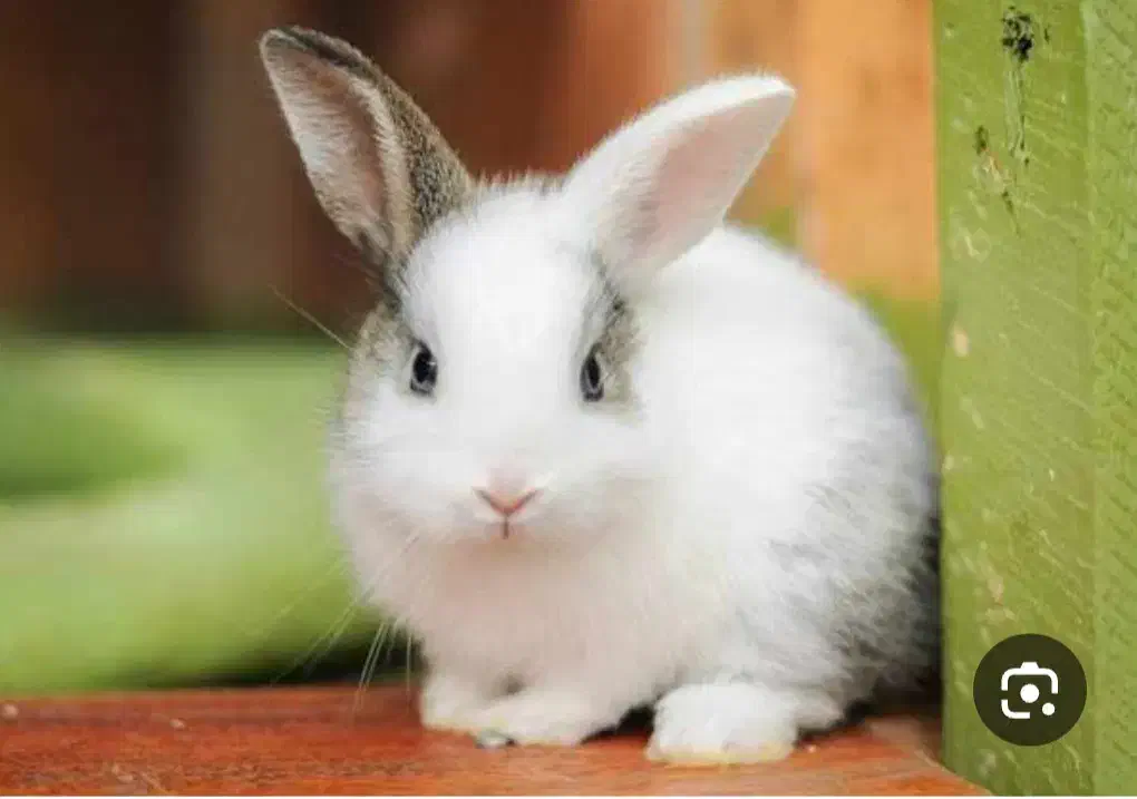 خرگوش|موش و خرگوش|مشگین شهر, |دیوار