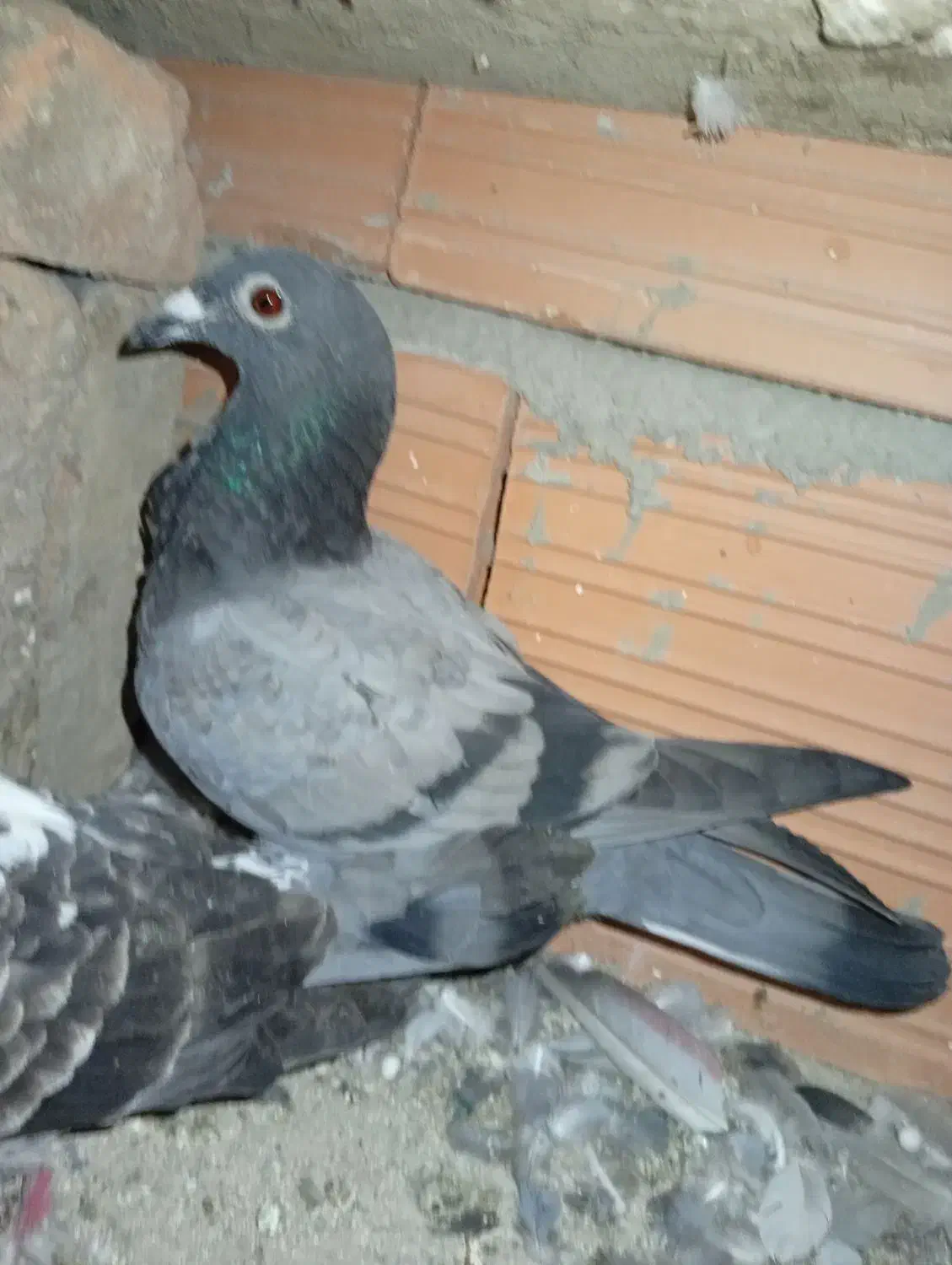 المانی|پرنده|مینودشت, |دیوار