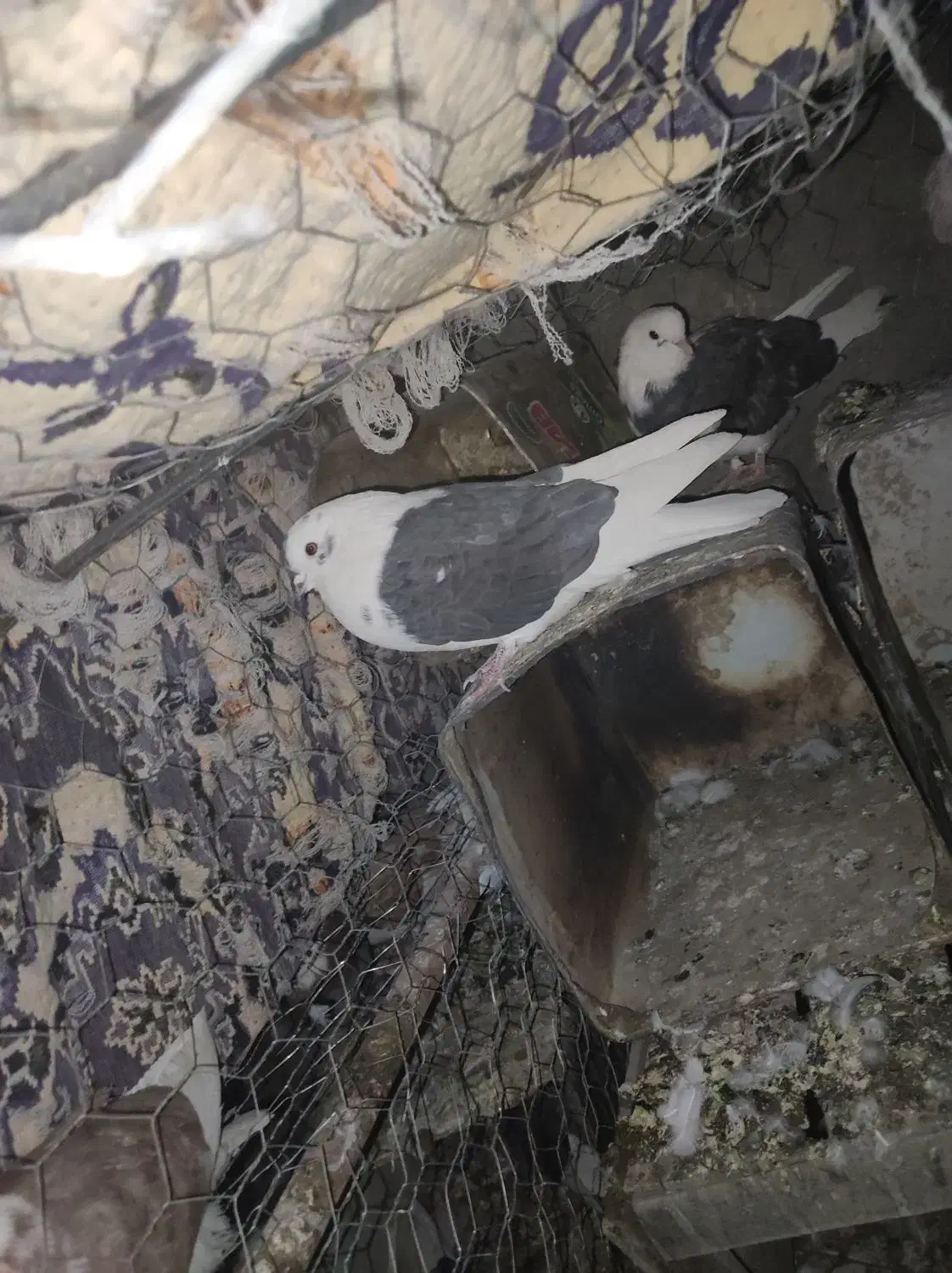 کفتر فروشی شهربابک خورسند|پرنده|شهر بابک, |دیوار