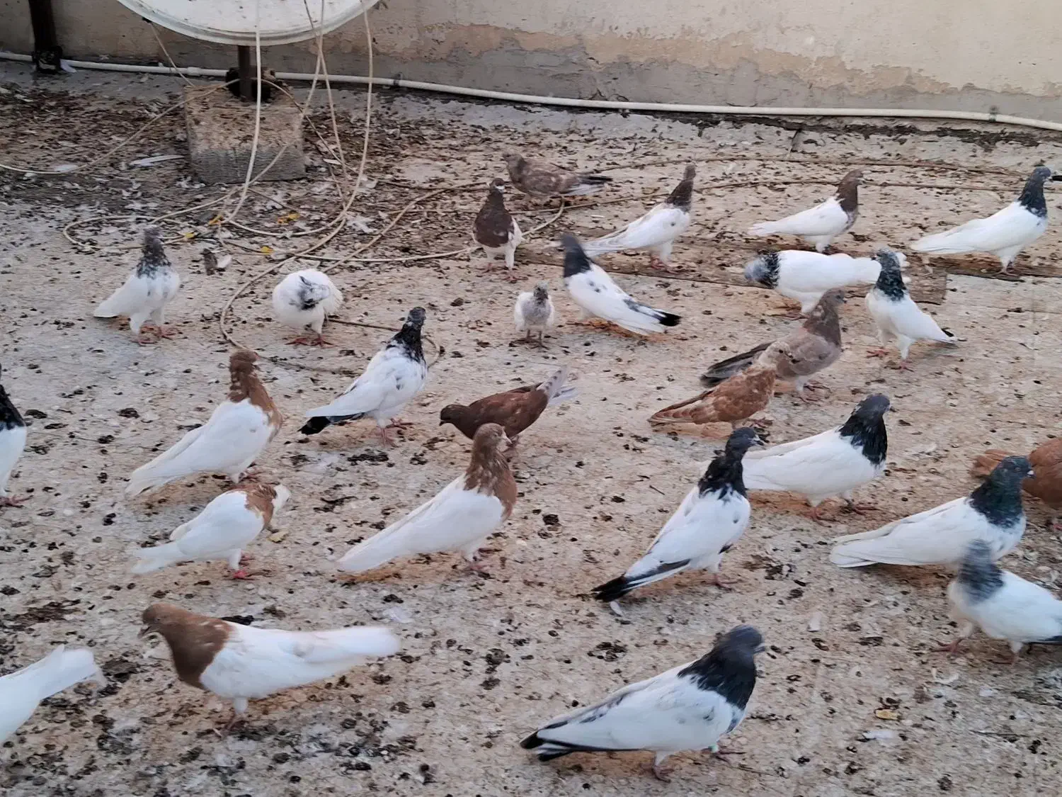 تعدادی کله دار آبی ورمز زرد وسرور|پرنده|میانه, |دیوار