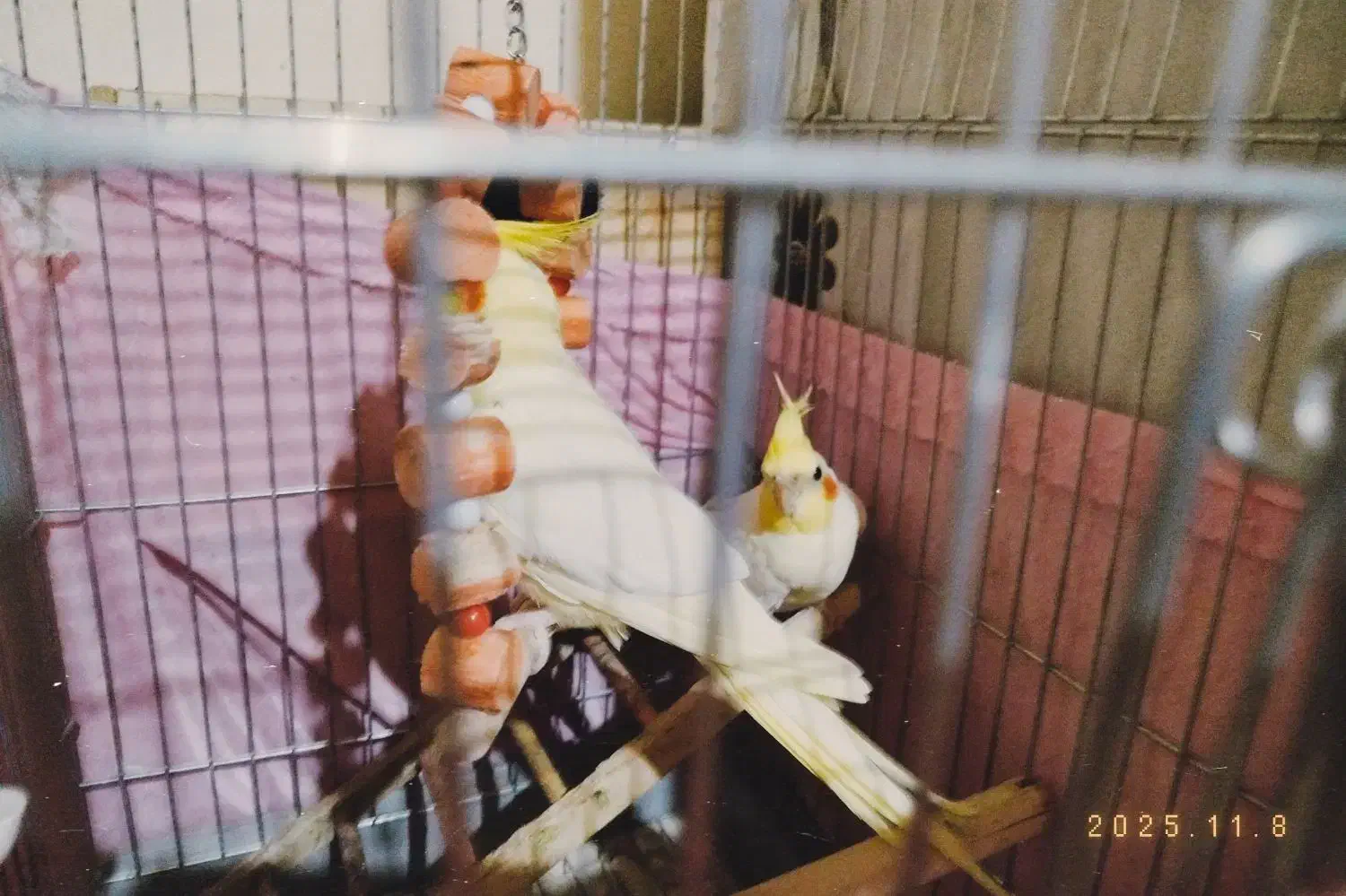 جفت عروس هلندی لوتینو|پرنده|بندرعباس, |دیوار