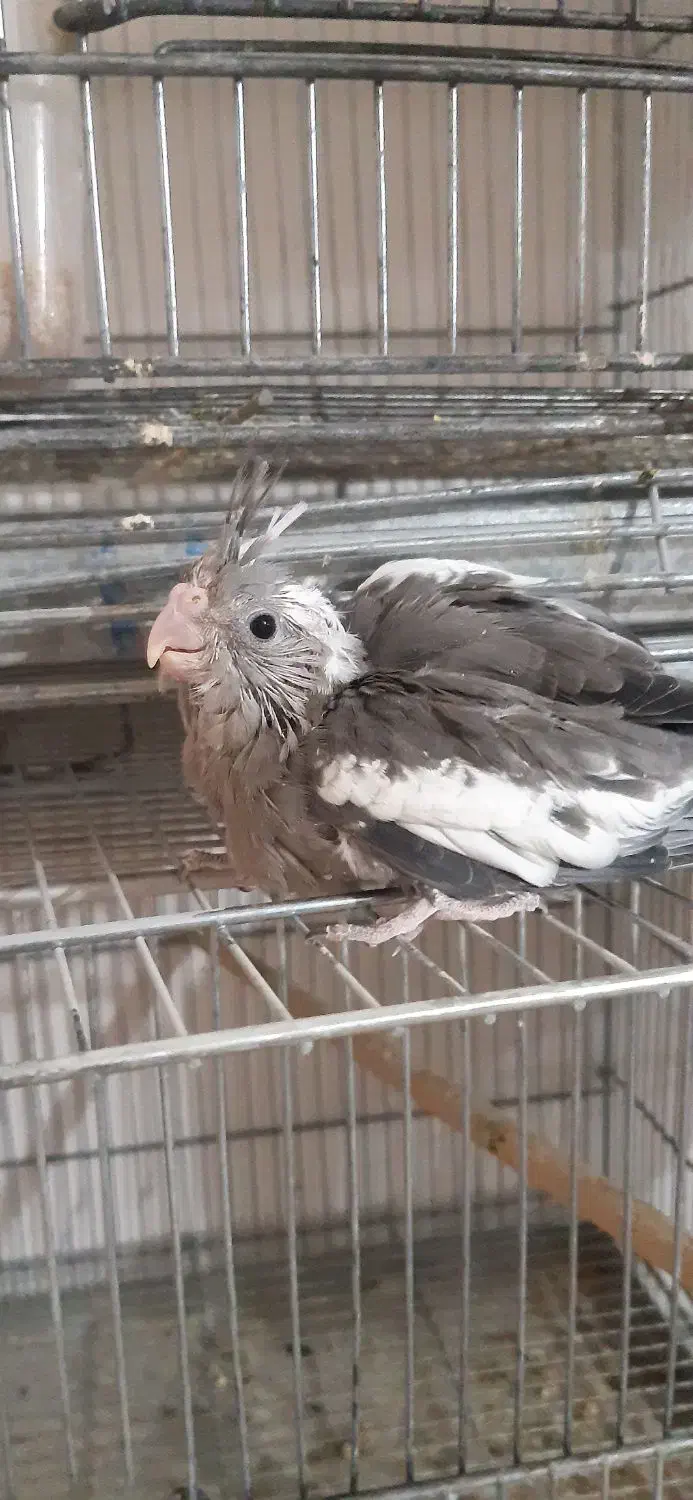 جوجه عروس هلندی وات فیس|پرنده|سراوان, |دیوار