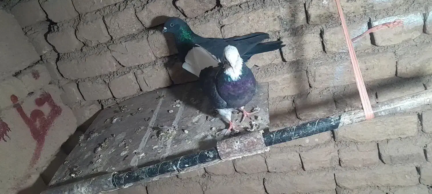 یک جفت کفتر گلی|پرنده|بسطام, |دیوار