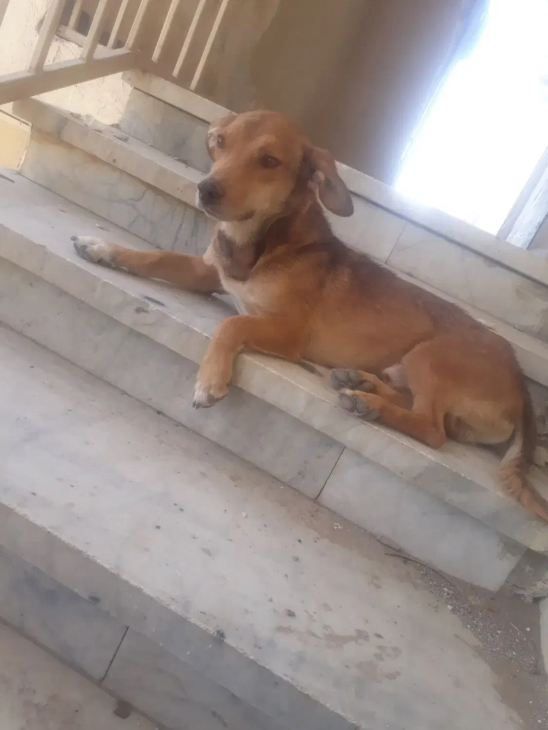 سگ خانگی|سگ|زاهدان, |دیوار