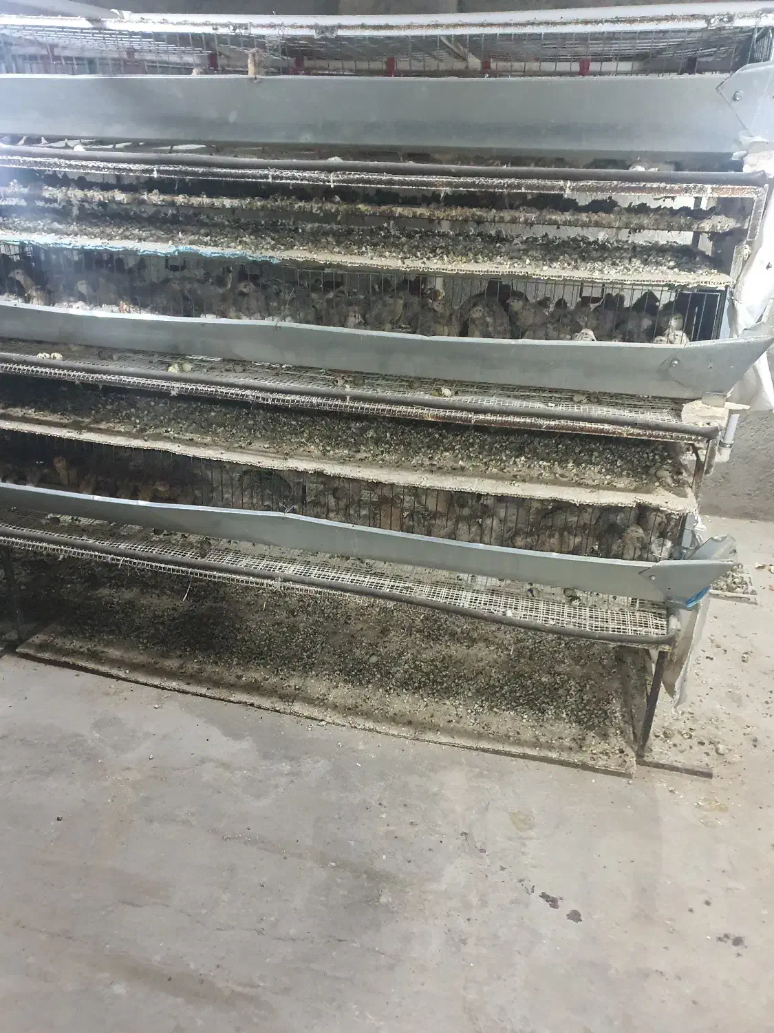 نیرو برای سالن پرورش کبک|استخدام صنعتی، فنی، مهندسی|یزد, |دیوار