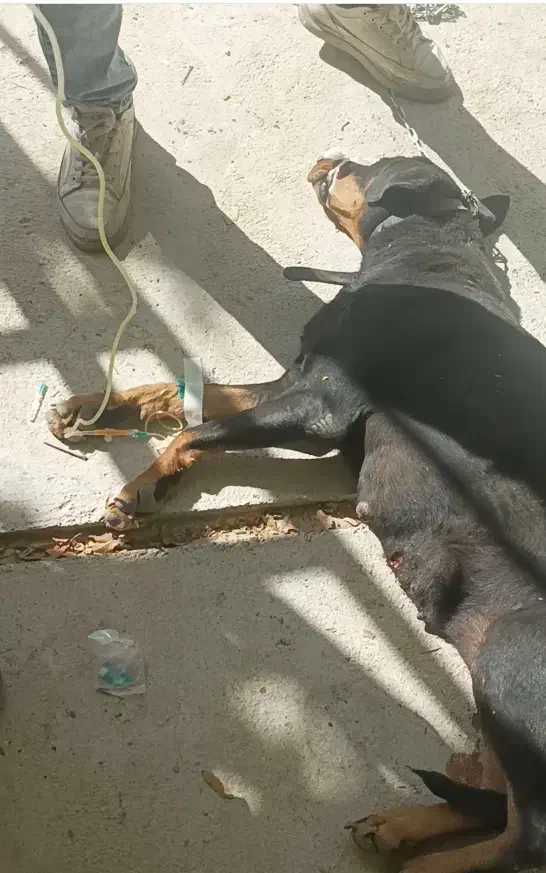 دامپزشک سیار درمحل شما|خدمات پیشه و مهارت|شیراز, نیایش|دیوار