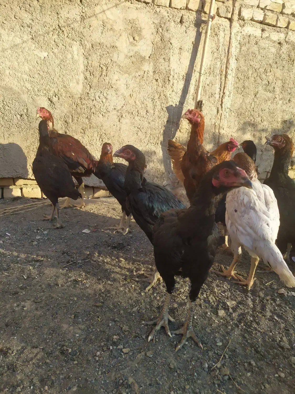 لاری درجه یک|حیوانات مزرعه|رشتخوار, |دیوار