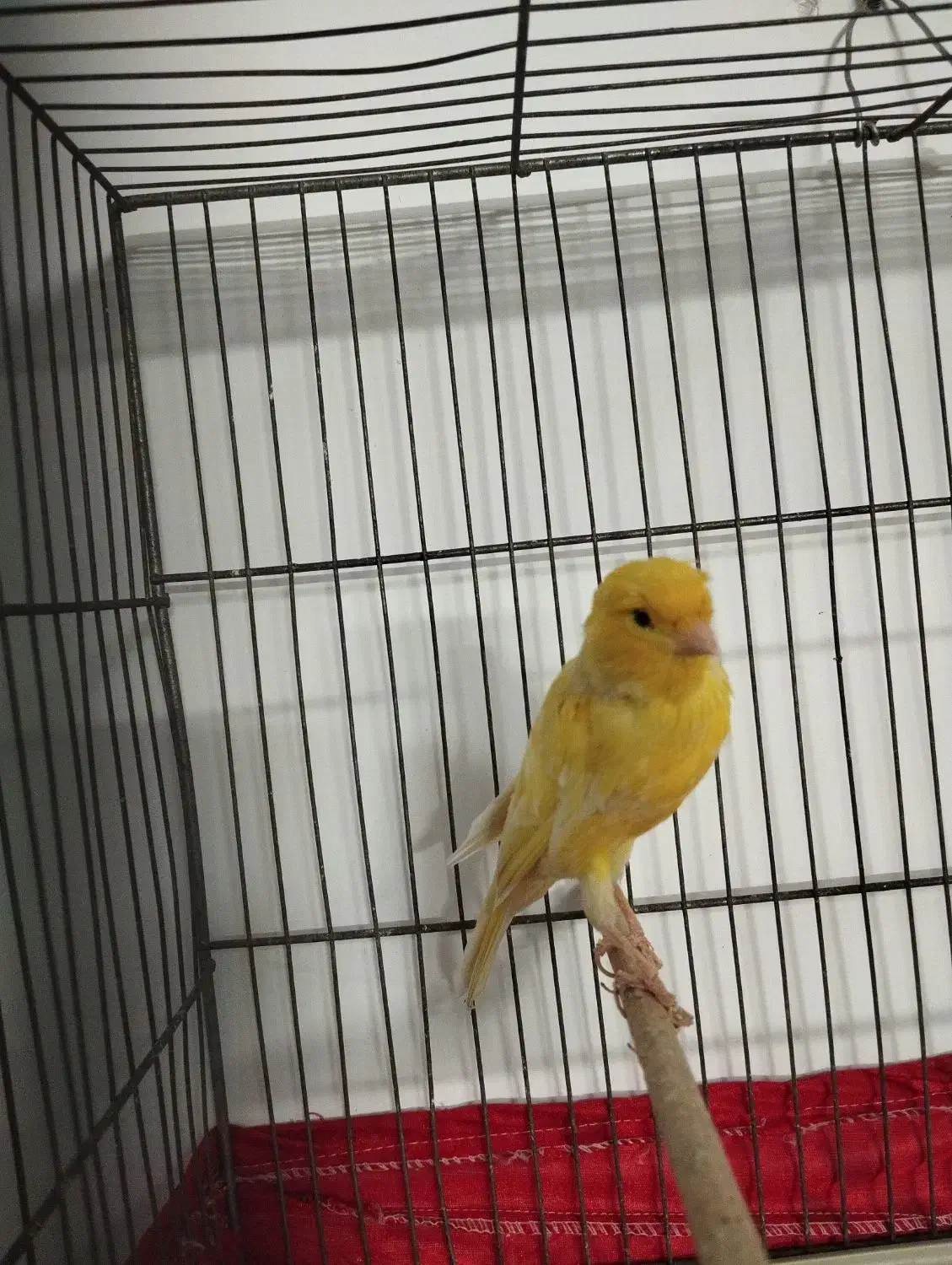 قناری رسمی بلند قرص بخون|پرنده|قرچک, زیبا شهر|دیوار