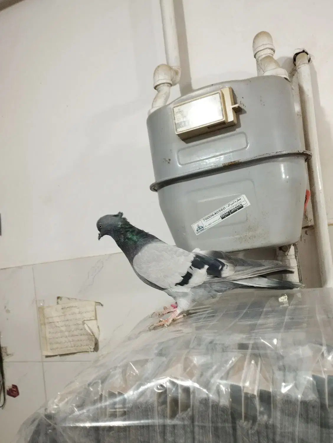 سبز کاکولی پلاکی کاکولی|پرنده|لالجین, |دیوار