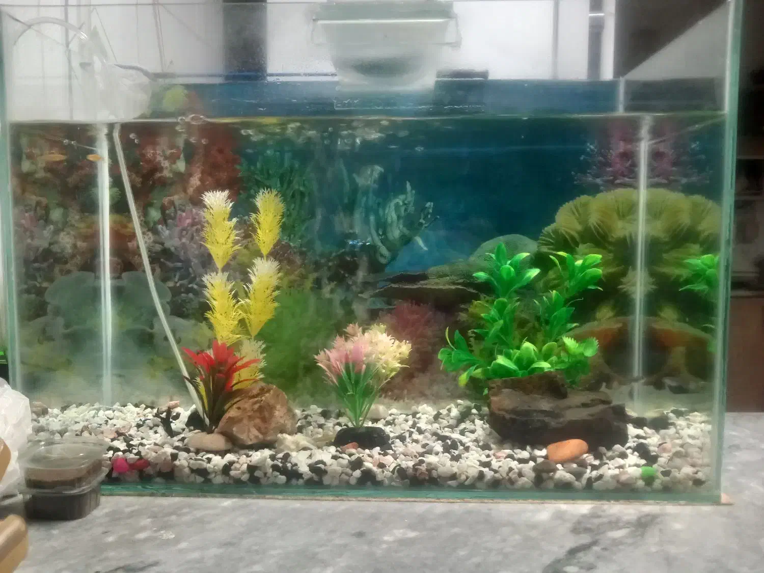 آکواریوم فروشی با کلیه وسایل|ماهی|تربت‌حیدریه, سرمحله|دیوار