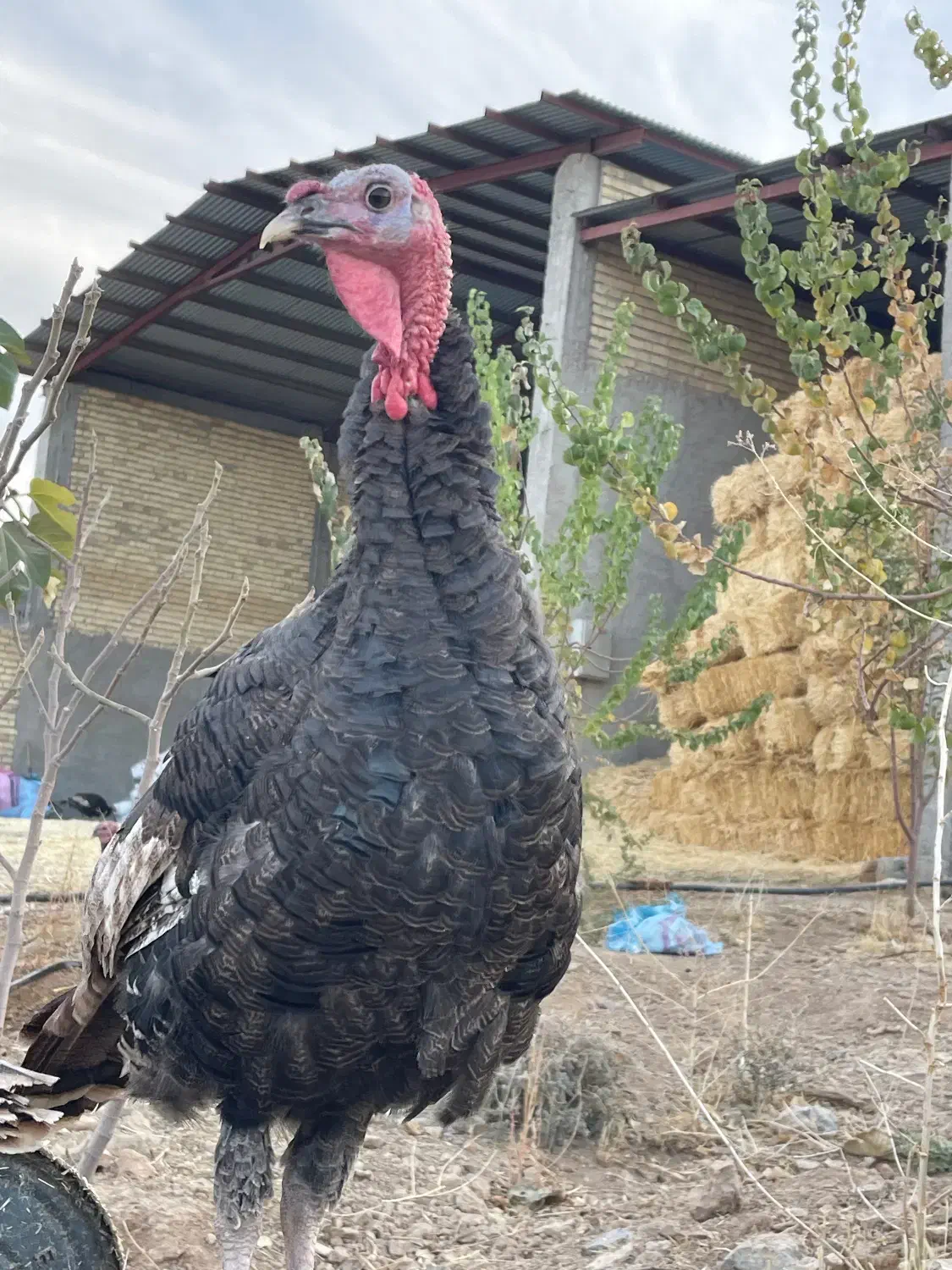 بوقلمون|حیوانات مزرعه|اقلید, |دیوار