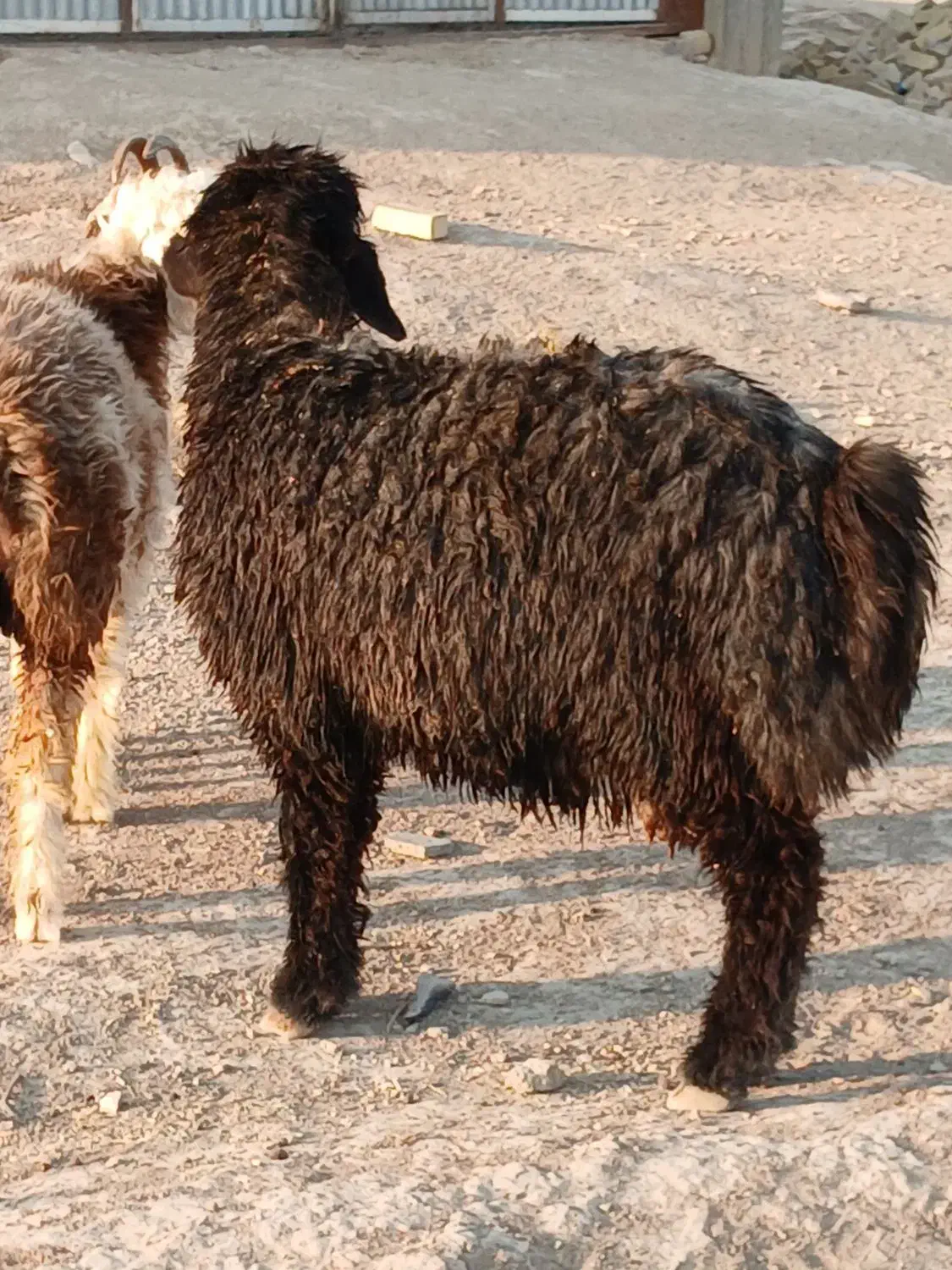 بره قوچ|حیوانات مزرعه|کوار, |دیوار