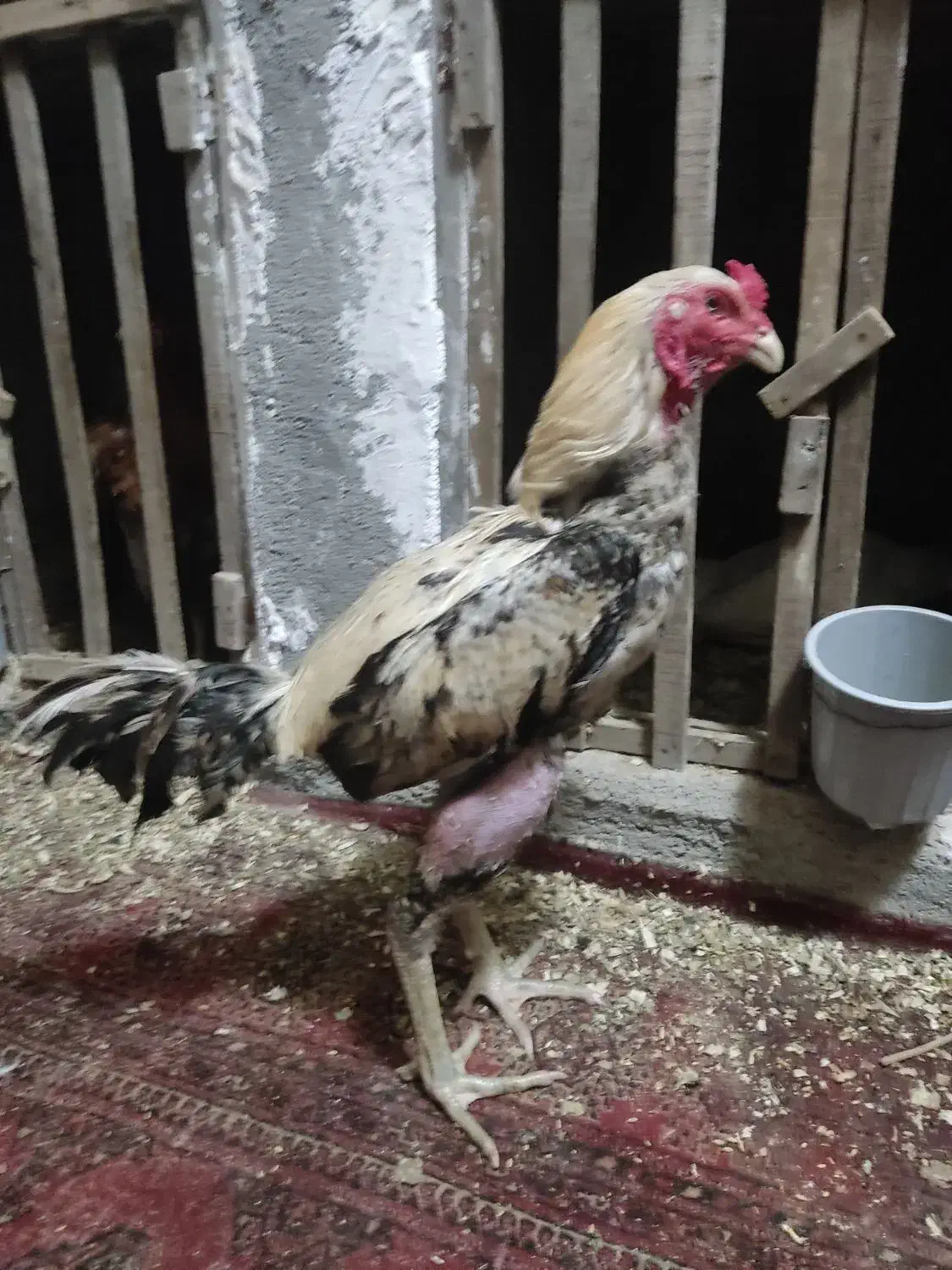 خروس لاری|حیوانات مزرعه|تهران, هفده شهریور|دیوار