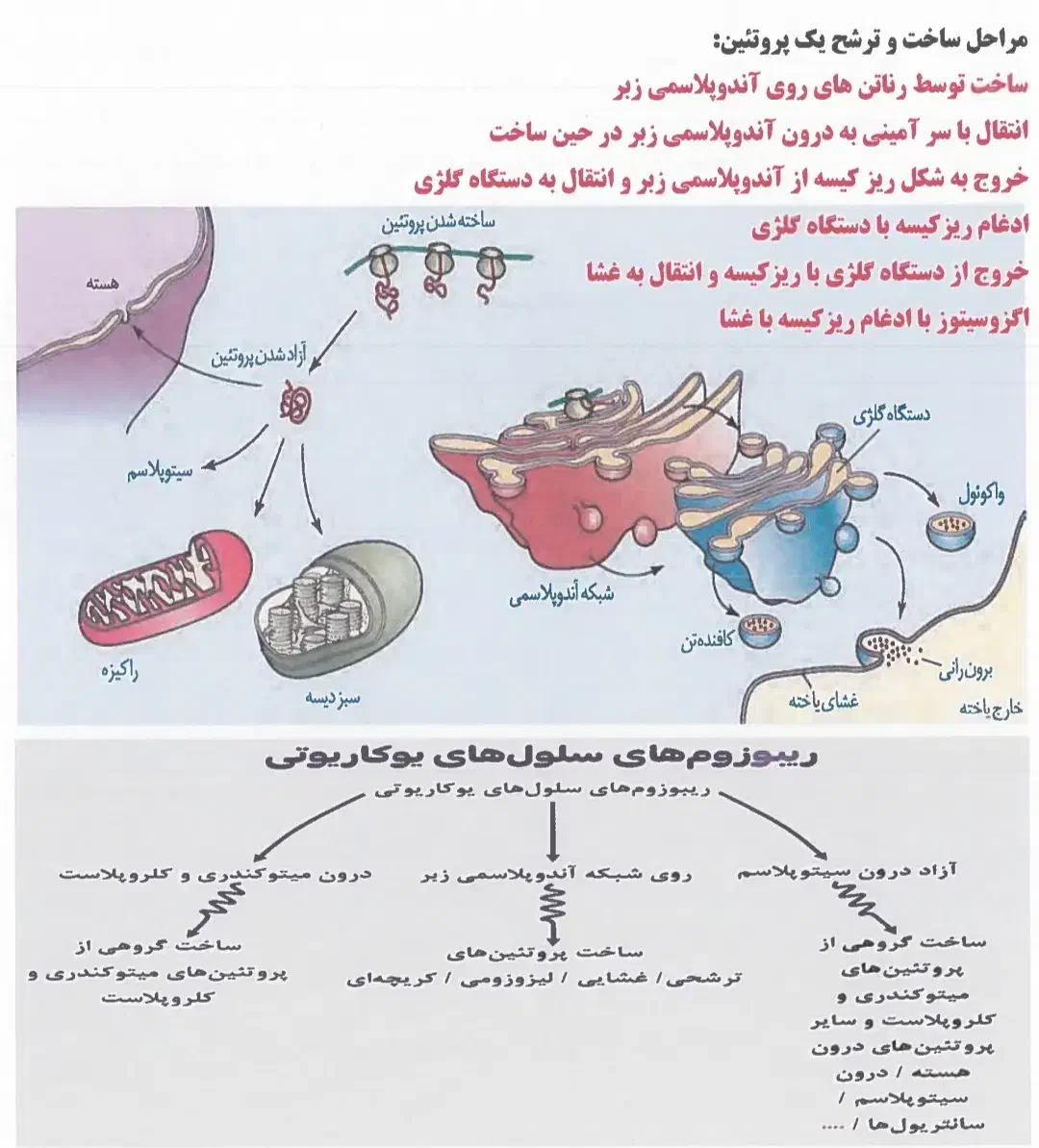 تدریس زیست سه پایه دبیرستان|خدمات آموزشی|سمنان, |دیوار