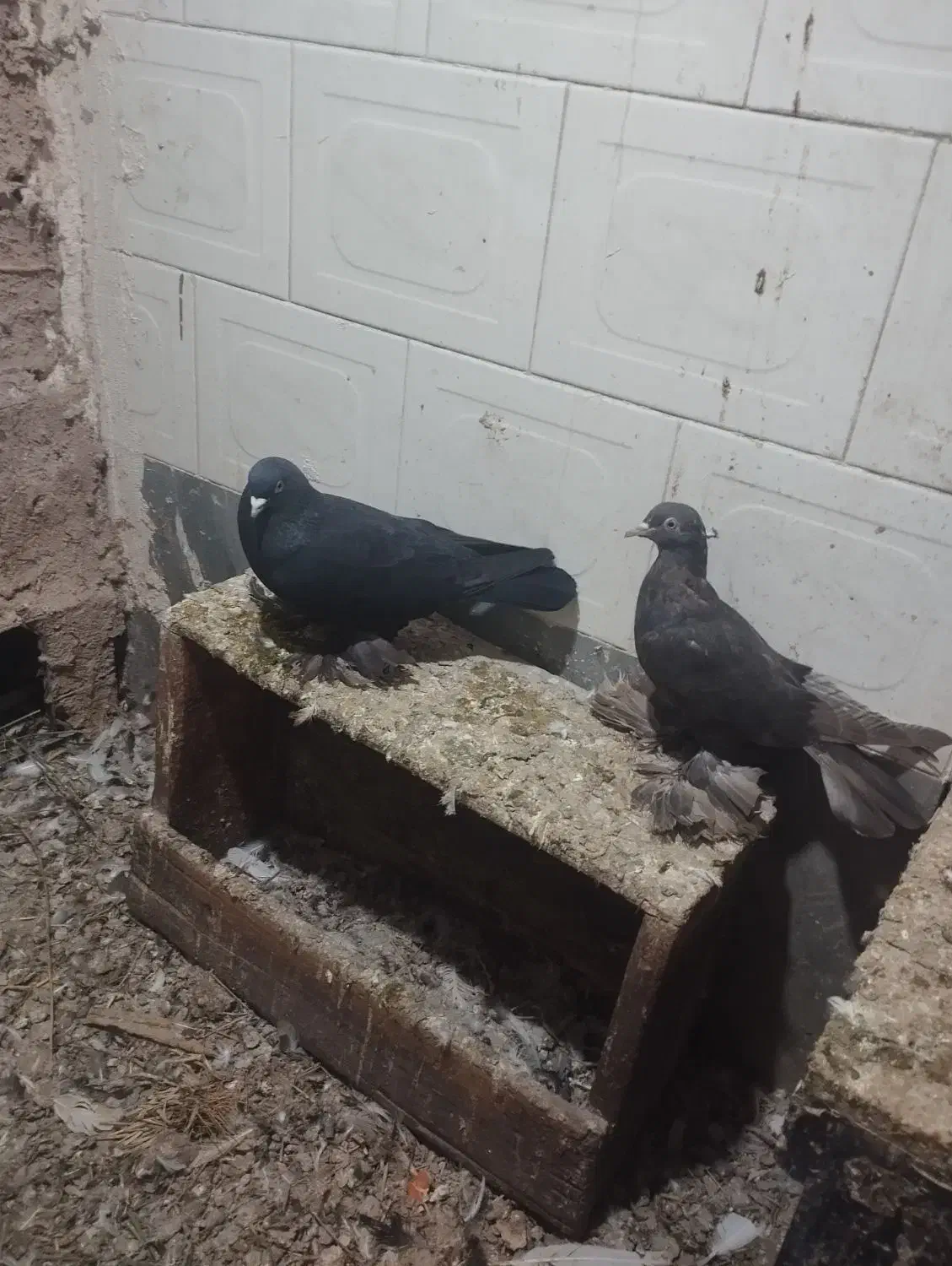 فروش|پرنده|لیلان, |دیوار