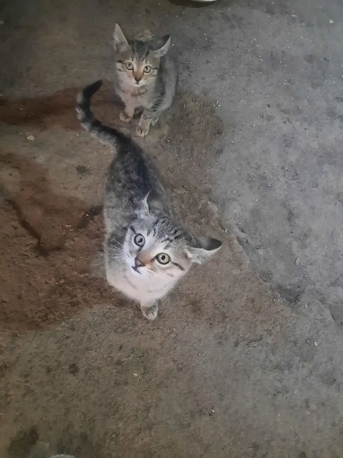 واگذاری بچه گربه|گربه|بازرگان, |دیوار