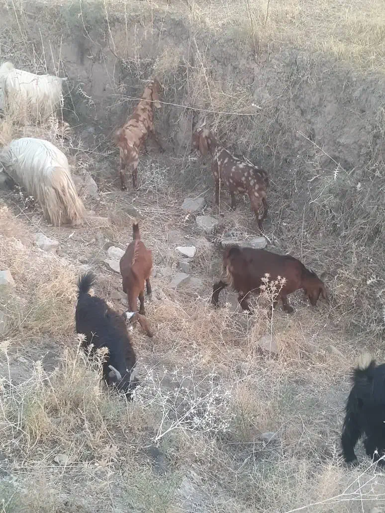 ۲۰ بز دورگه اصلی ابستن|حیوانات مزرعه|لالی, |دیوار