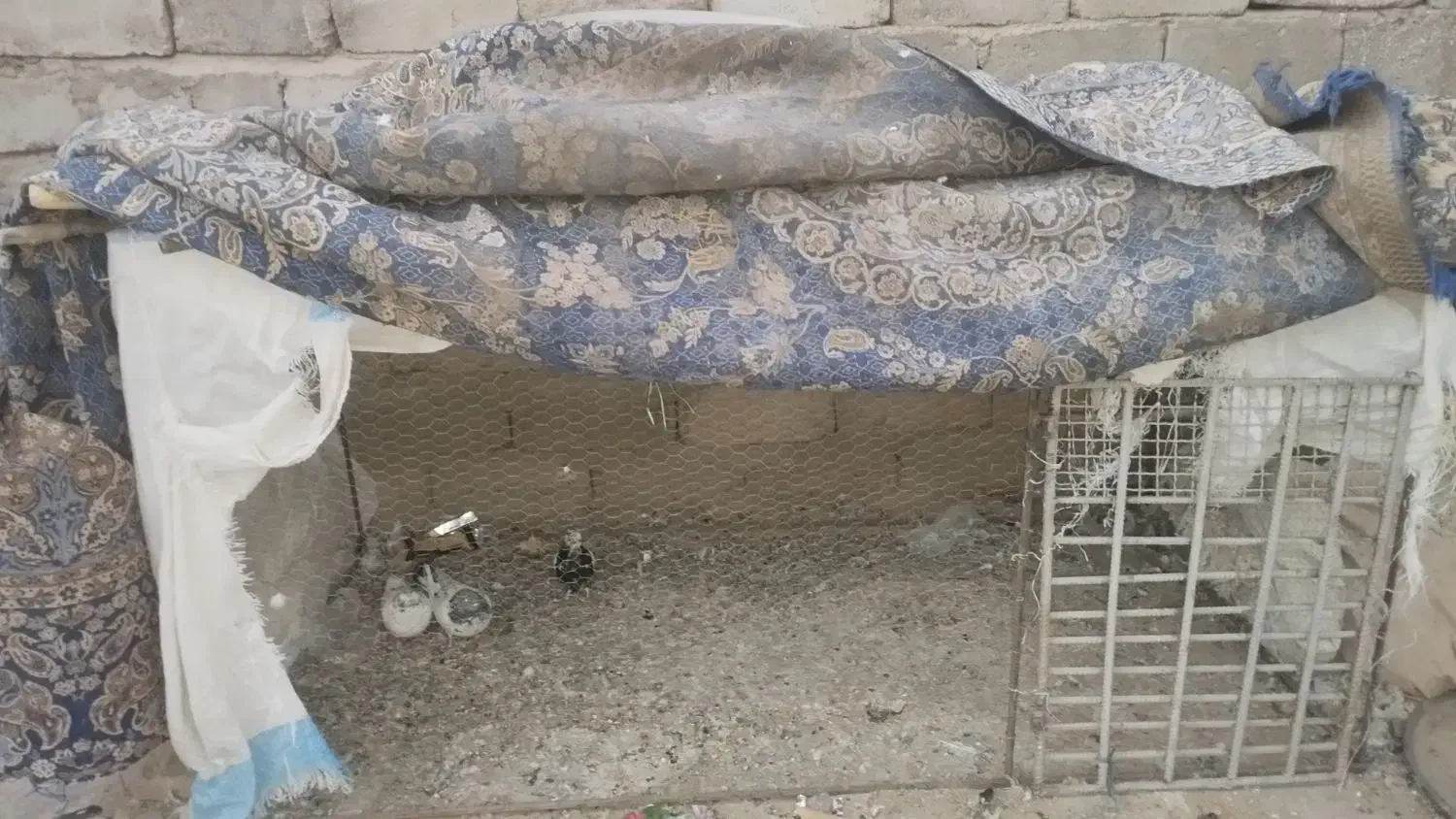 قفس بزرگ ..مرغ|لوازم جانبی حیوانات|خاش, |دیوار