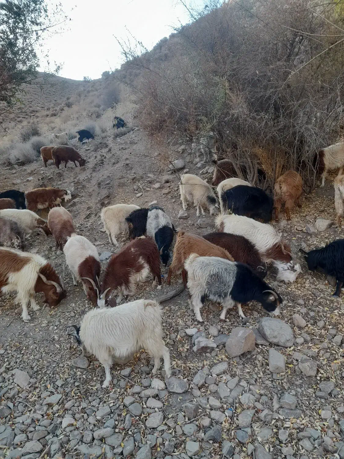 ۶۰ راس بز محلی خوب|حیوانات مزرعه|شیراز, شهرک مدرس|دیوار