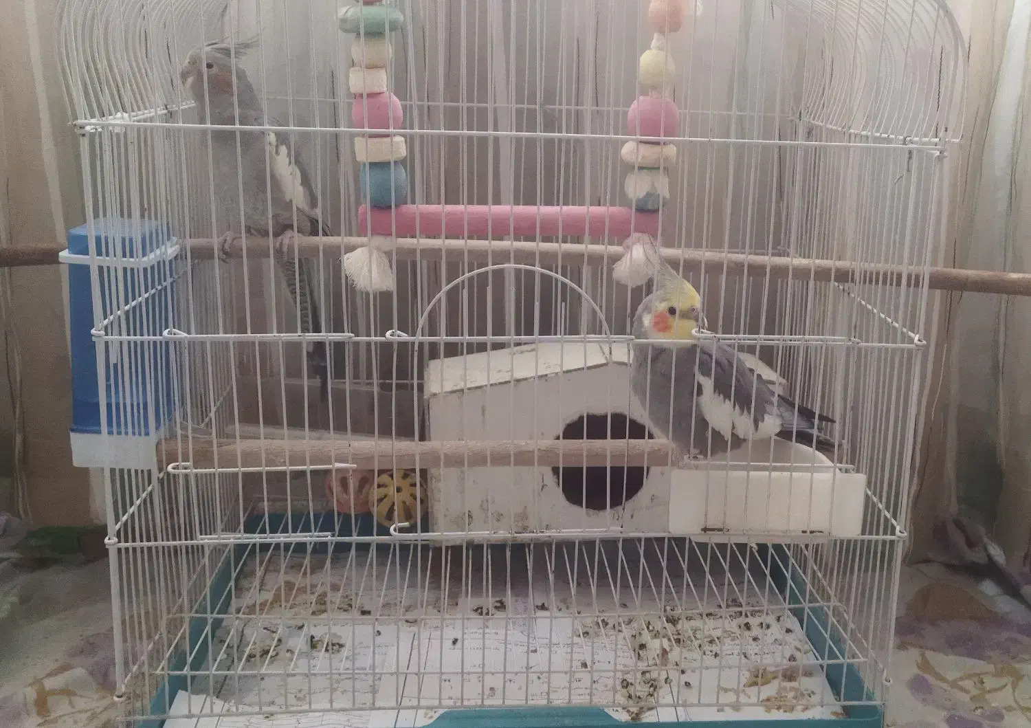 عروس هلندی|پرنده|تهران, کرمان|دیوار