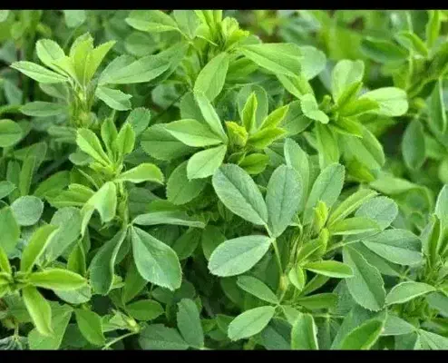 پرس یونجه چن چهارم|حیوانات مزرعه|بروجرد, |دیوار