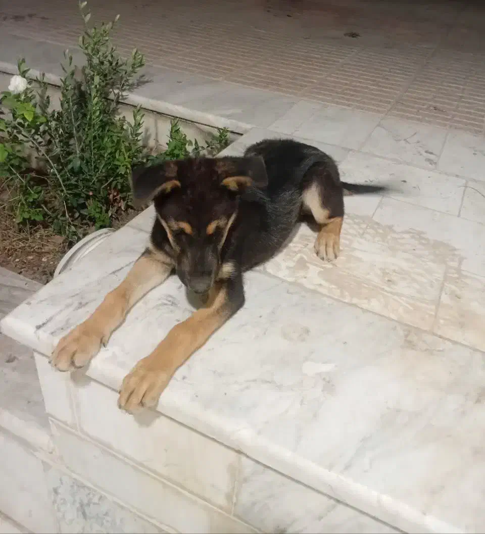 ژرمن شپرد|سگ|اصفهان, زهران|دیوار