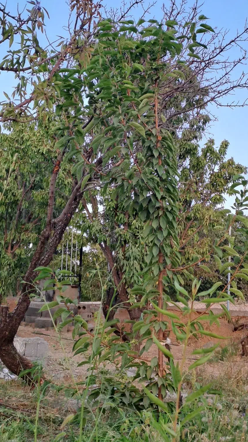 بادام مامایی ۶۰۰تومان وبادام کاغذی ۹۸۰ هزارتومان|خوردنی و آشامیدنی|شاهینشهر, گرگاب|دیوار