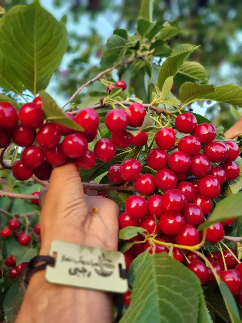 پیشفروش نهال آلبالو مجارستان|خدمات باغبانی و درختکاری|گرمادوز, |دیوار