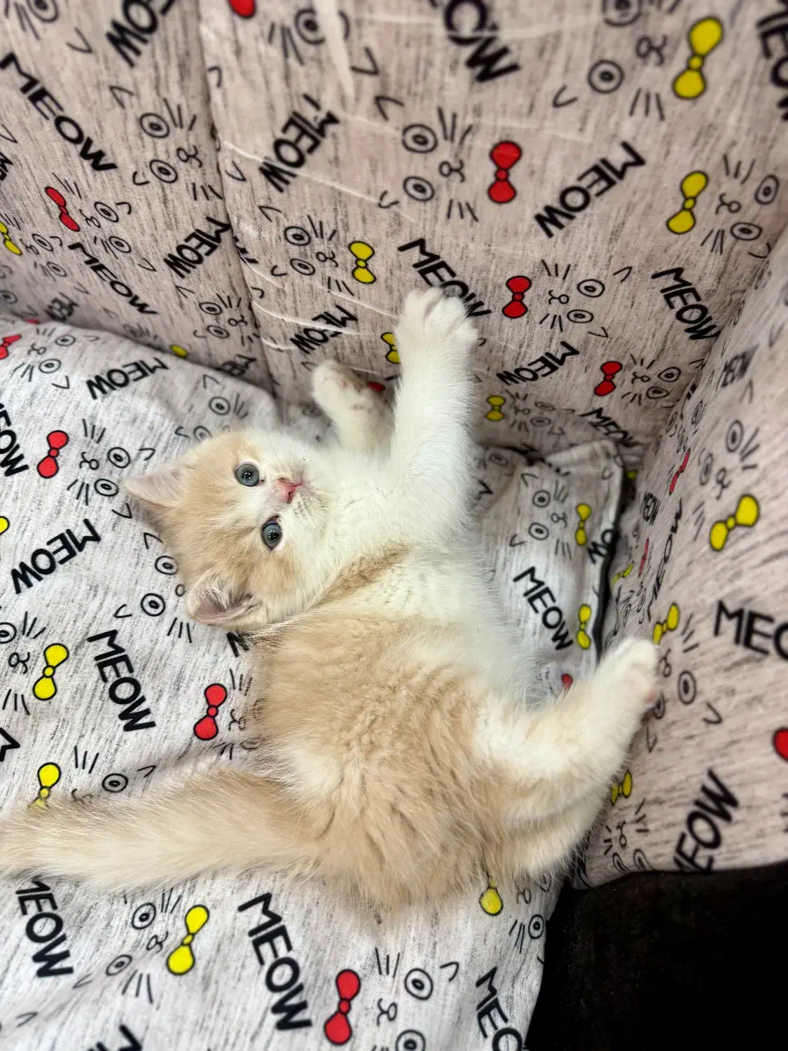 بریتیش گلد نر دو ماه و نیمه|گربه|اندیشه, اندیشه فاز ۴|دیوار