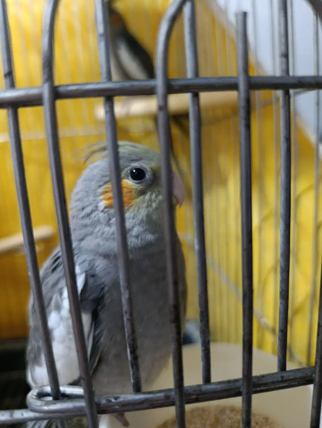 جفت عروس مولدباجوجه|پرنده|شیراز, انجیر|دیوار