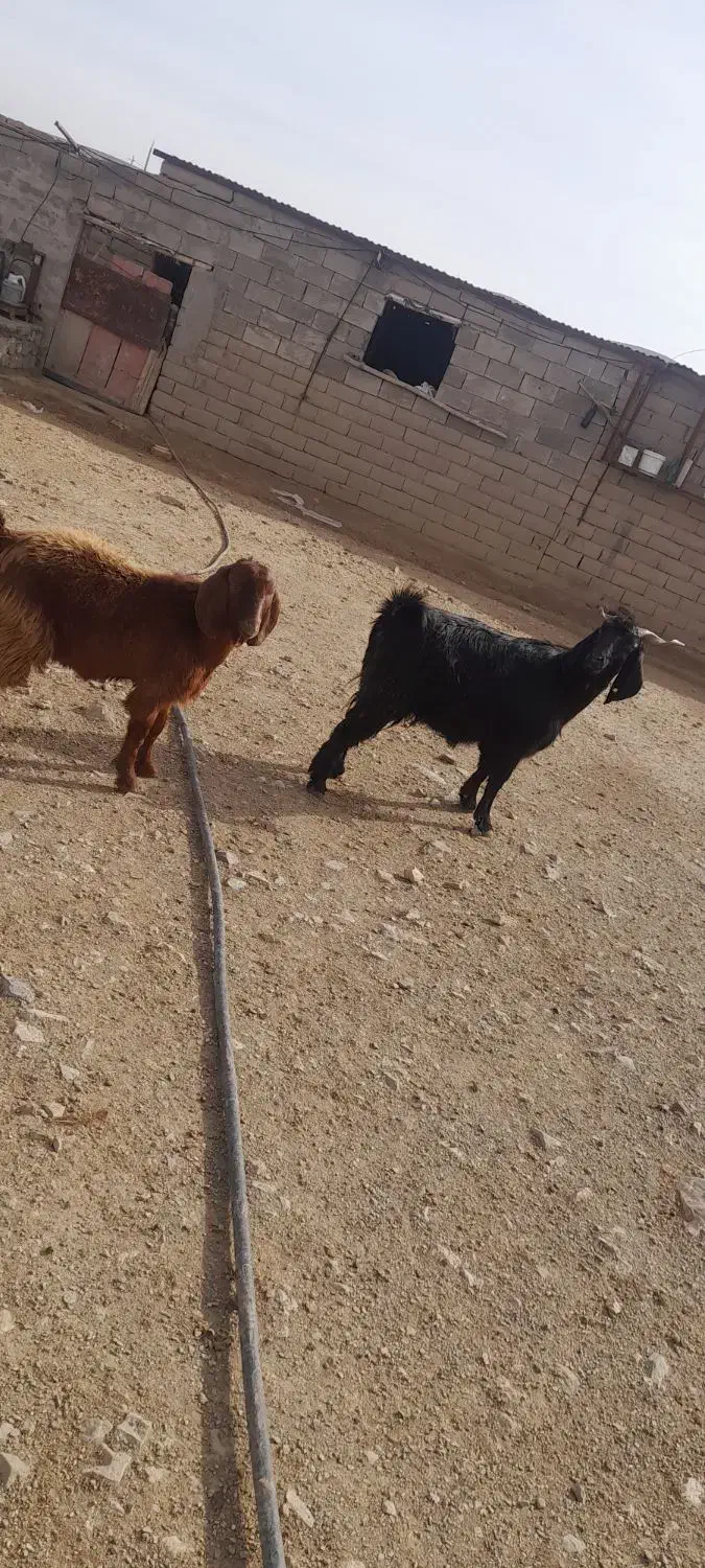 بز‌‌و‌بزغاله|حیوانات مزرعه|همدان, |دیوار