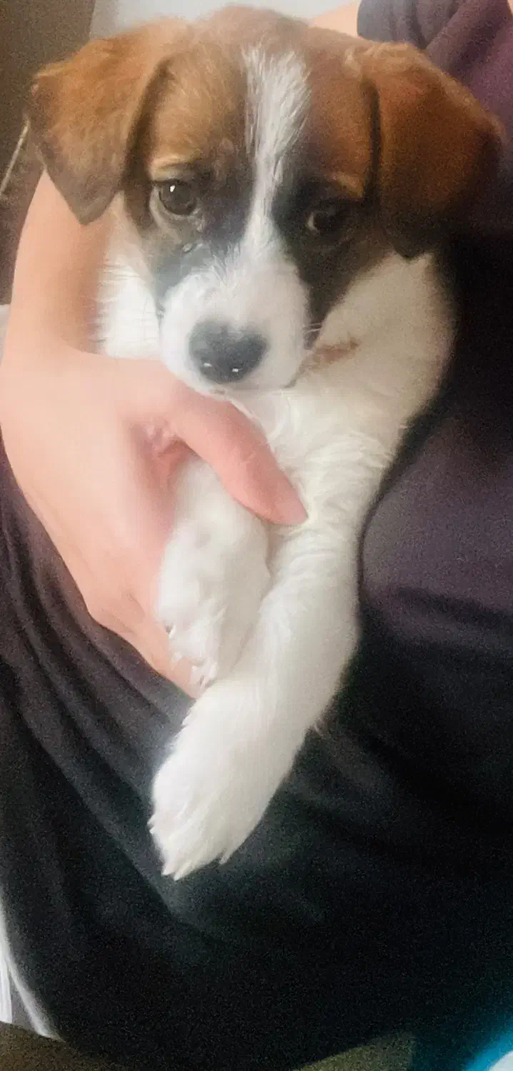 واگذاری توله ۳ ماهه ماده|سگ|شاهینشهر, پاسداران|دیوار